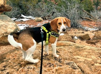 Enzo the dog outside Kanab, Utah