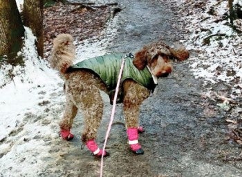 Kona the dog hiking at Presumpscot River Preserve, Maine