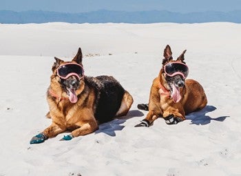 Dogs Charlie and Dahlia wear their doggles