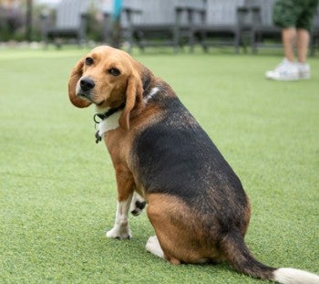 Buddy the beagle