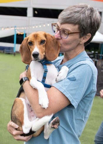 Buzz the beagle being held by his owner.