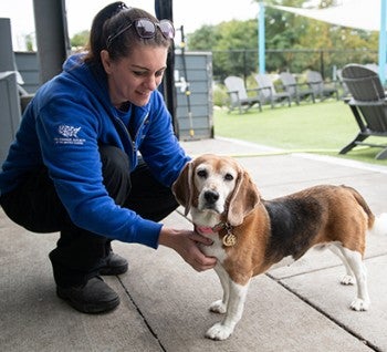 Ginny the beagle