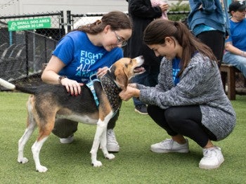 Pluto the beagle