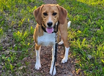 Clover the beagle smiling at the camera.