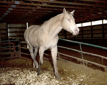 Magnolia the horse being rescued.