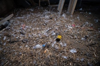 Strewn feathers and cigarette butts were found at the site of an alleged cockfighting operation in Fort Wayne, Indiana. Meredith Lee/The HSUS