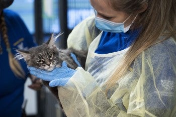 Responder holding a cat rescued from a large-scale breeder