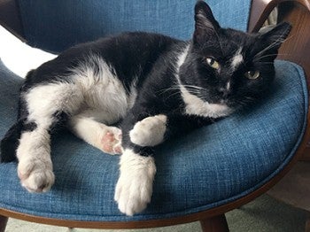 Jimmy, a black and white cat lays in a blue chair.