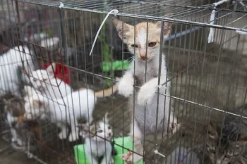 Kittens in a cage at a slaughterhouse