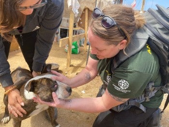 A dog gets examined for injuries