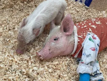Pigs treated at an equine therapy facility