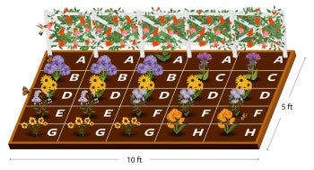 Native garden plan