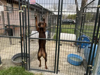 A dog stands and stretches out in a kennel