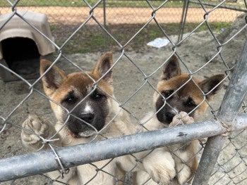 Two dogs stand next to the fence of a kennel