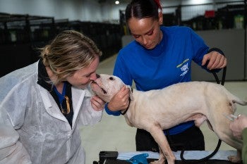 Dog kissing rescuer