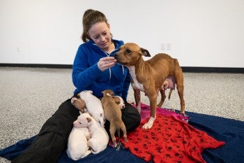 Woman petting mother dog and puppies