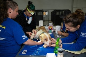 Dog saved from alleged dogfighting operation getting veterinary care