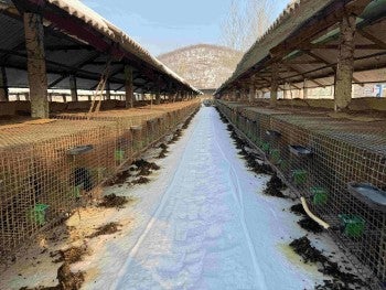 A fur farm