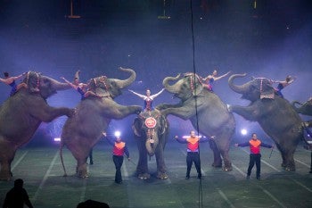 Elephants forced to perform at a circus