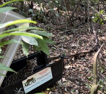 A margay in a crate