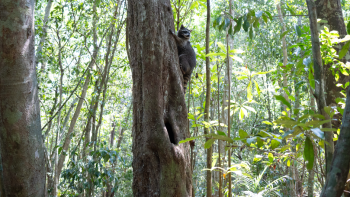 A raccoon on a tree in the wild