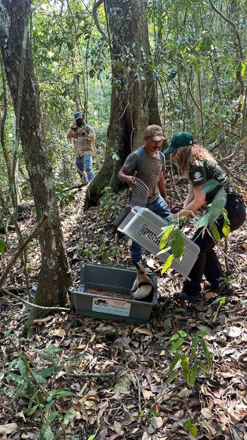 A tamandua getting released into the wild