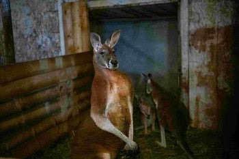 A kangaroo