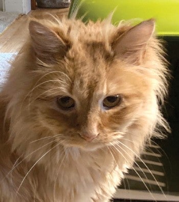 Tiger, a big, long-haired orange tabby cat.