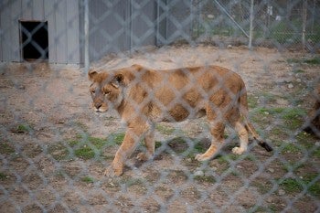 A lioness paces in a small enclosure