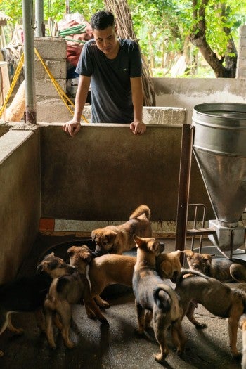 A man looks over at dogs