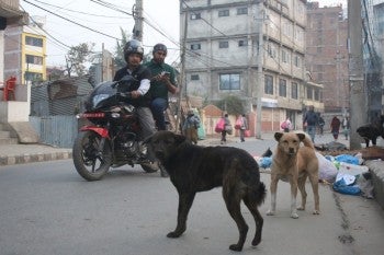 Two people on a motor bike behind two dogs on a street