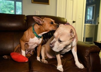 One dog sniffing another dog on a couch