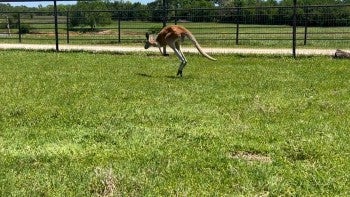 A kangaroo jumps and runs around in their enclosure