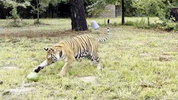 A tiger paws at a watermelon