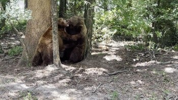 Two bears wrestle with each other