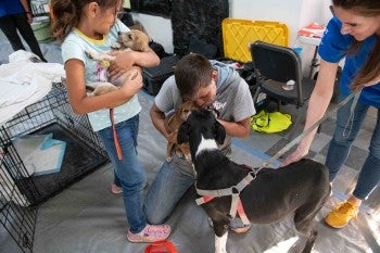 A dog and puppies at a vet clinic