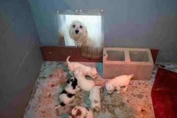 A mother dog and a litter of puppies inside a puppy mill