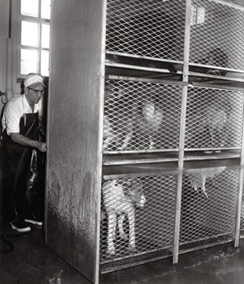 A man hoses down cages with dogs still inside them at a University of Minnesota lab.