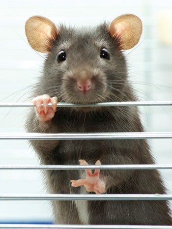 A cute rat peeking out from inside a cage.