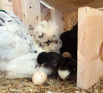 A hen caring for small chicks.