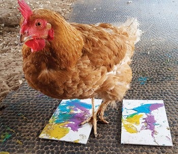 Henrietta the chicken painting.