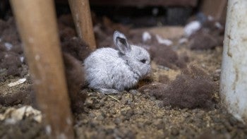 A rabbit in the home of an overwhelmed caregiver