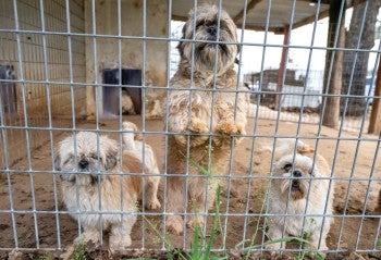 Three dogs behind fence at puppy mill