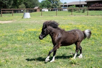 A mini horse frolicking in a field