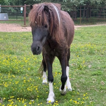 A mini horse standing in a field