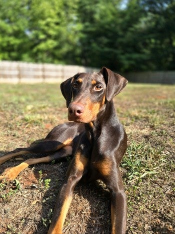 A dog laying down in a field in the sun