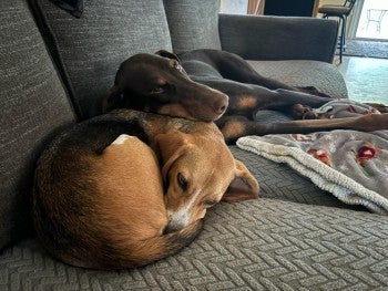 A dog snuggling up to another dog