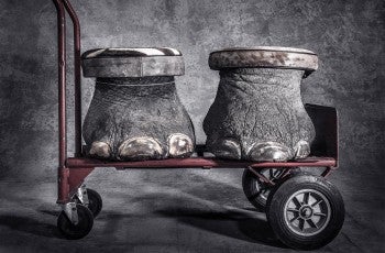 Legs that might have carried an African elephant from one watering hole to another sit on a dolly in the National Wildlife Property Repository as step stool trophies. Roughly 100 years ago, an estimated 10 million elephants roamed Africa. Now it’s a little over 415,000.