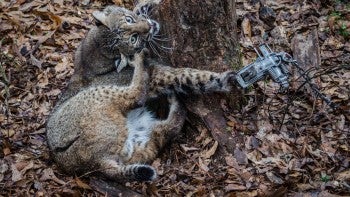 A bobcat caught in a trap