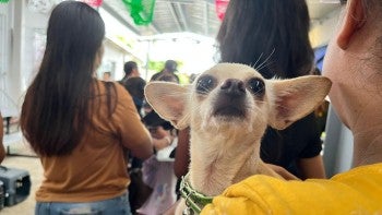 A person holding a dog